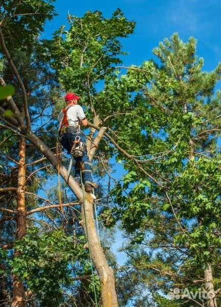 Комплексная расчистка участка 12 соток от поросли и пней